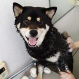 暖かくなってきたので、黒柴 大福まめのシャンプーです。