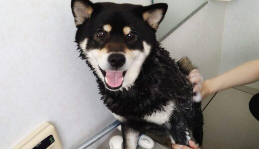 下のソーシャルリンクからフォロー