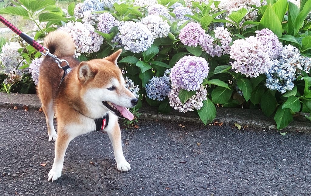 プロフィール背景画像