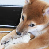 18年前の柴犬 空まめ 2