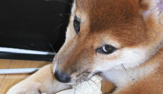 18年前の柴犬 空まめ 2