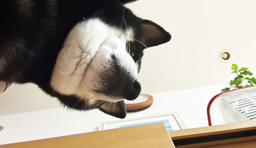 二重あごの柴犬 大福まめ