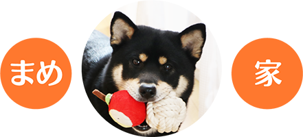 まめ家の柴犬