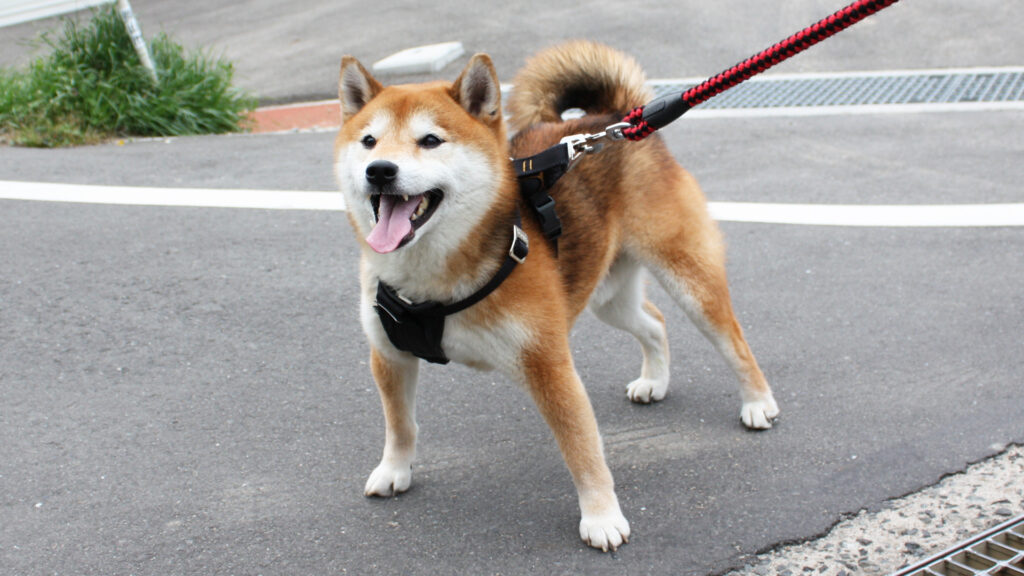 赤柴空まめ