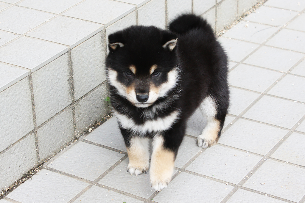 黒柴黒まめ